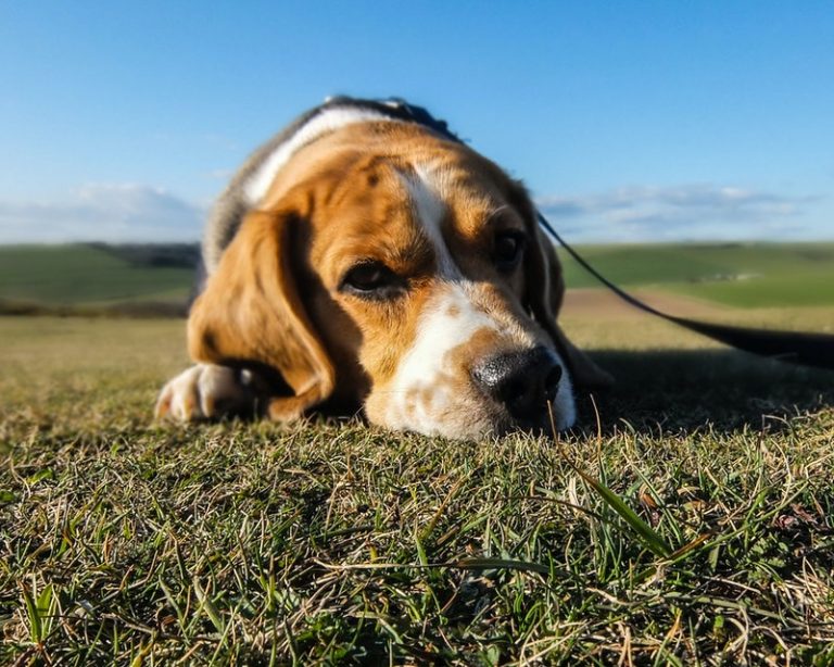 Cane dolorante